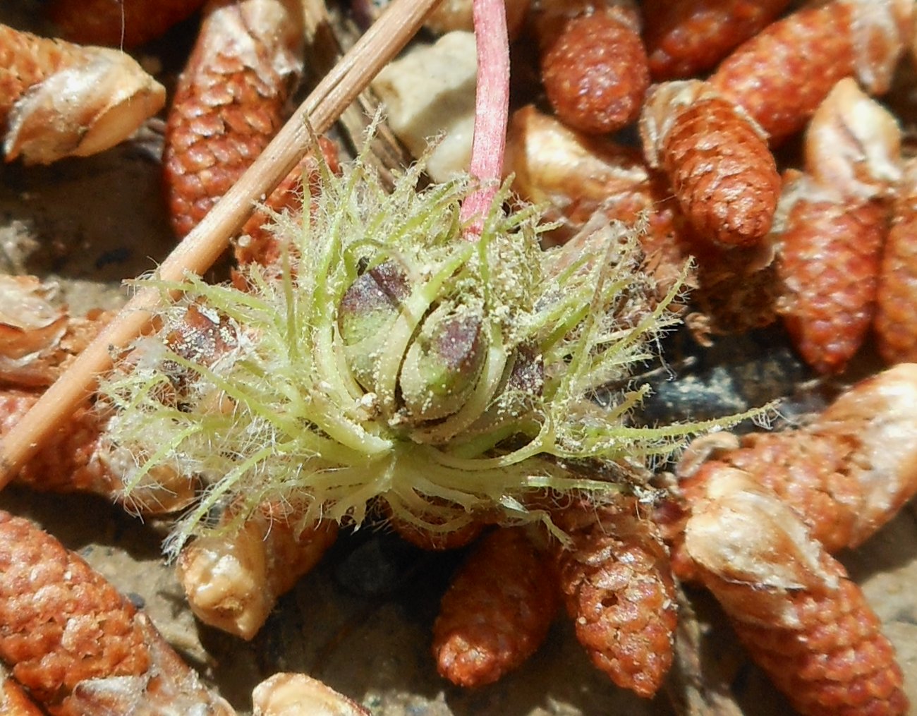 Trifolium subterraneum subsp. oxaloides / Trifoglio simile all''acetosella